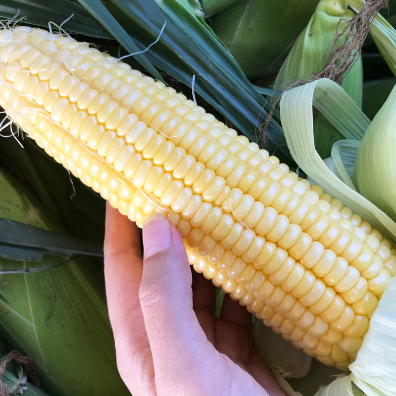 现摘云南金银双色水果玉米新鲜10斤时令脆嫩甜玉米棒即食生吃爆浆
