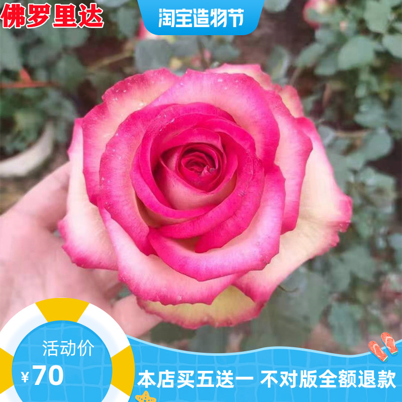 新品佛罗里达月季苗切玫瑰庭院阳台花卉多季开花花卉