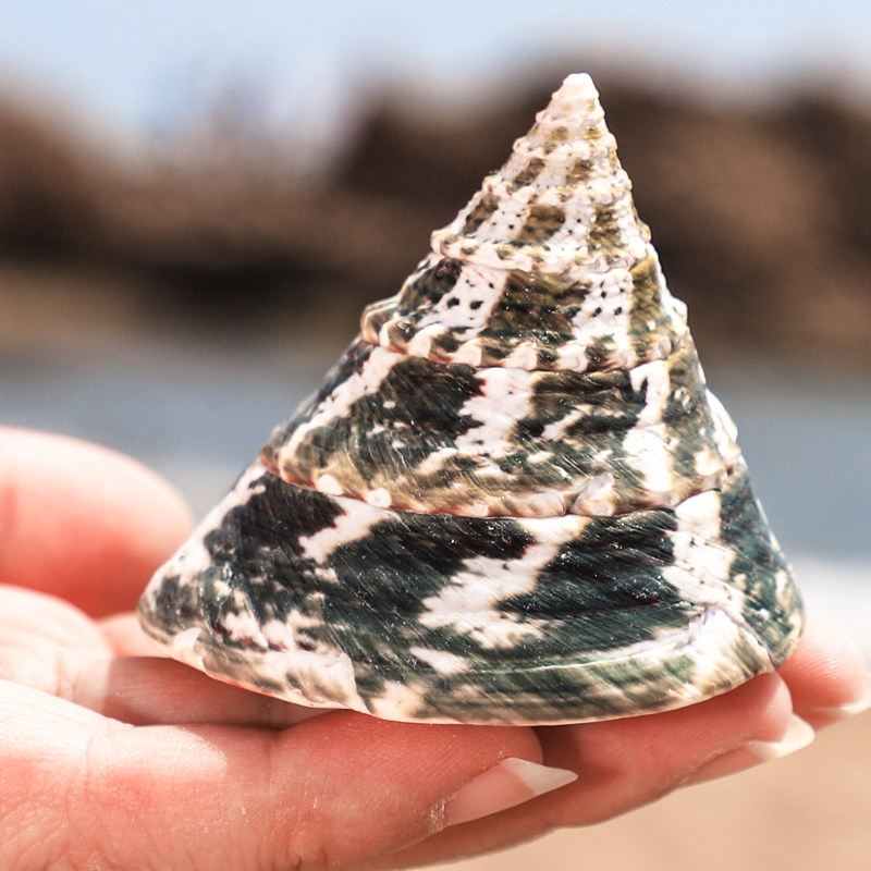 绿塔宝塔螺绿斑钟天然贝壳海螺寄居替换鱼缸海螺