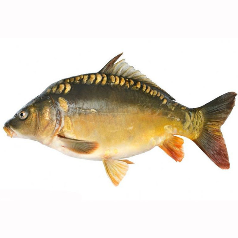 裸鲤鱼苗淡水养殖食用活体冷水观赏鱼无磷无甲鱼