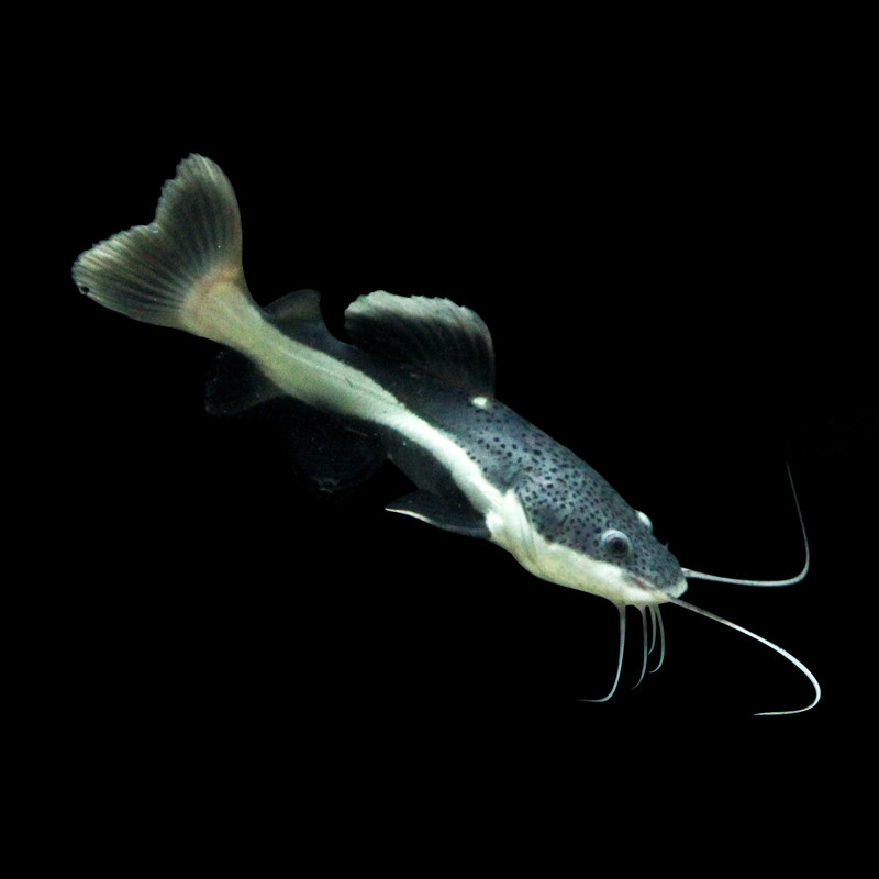 热带观赏鱼淡水狗仔鱼招财鱼招财猫鱼活体中大型鱼招财鱼活物包活