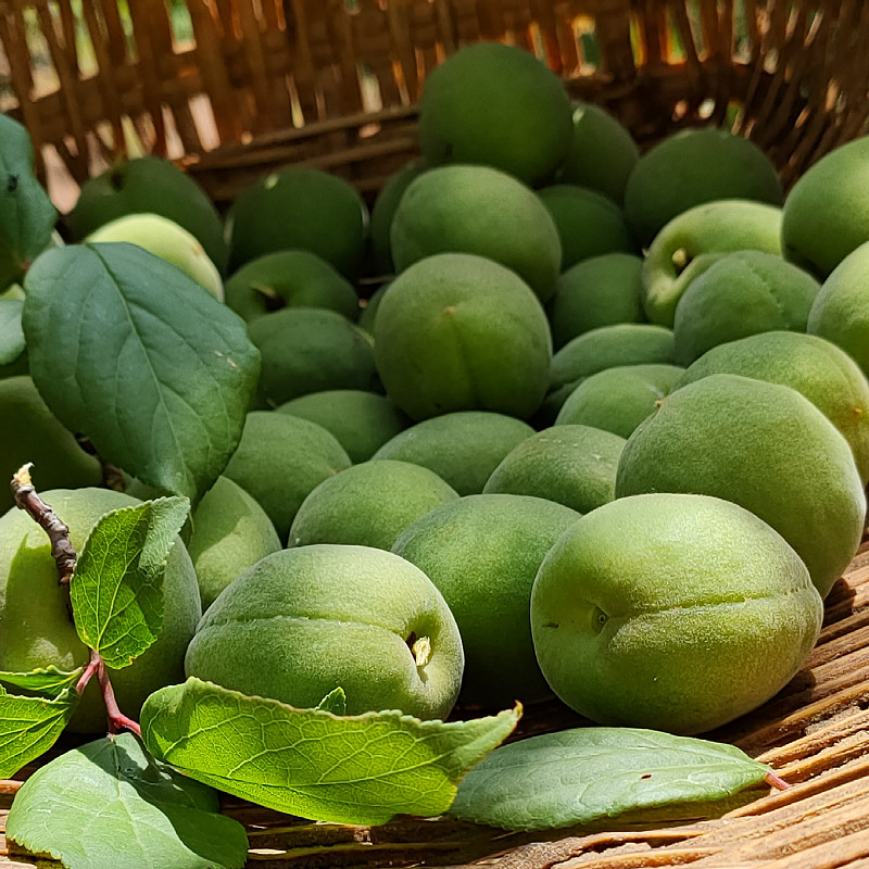 青梅顺丰申通云南大理新鲜果泡酒现梅子鲜果梅类制品