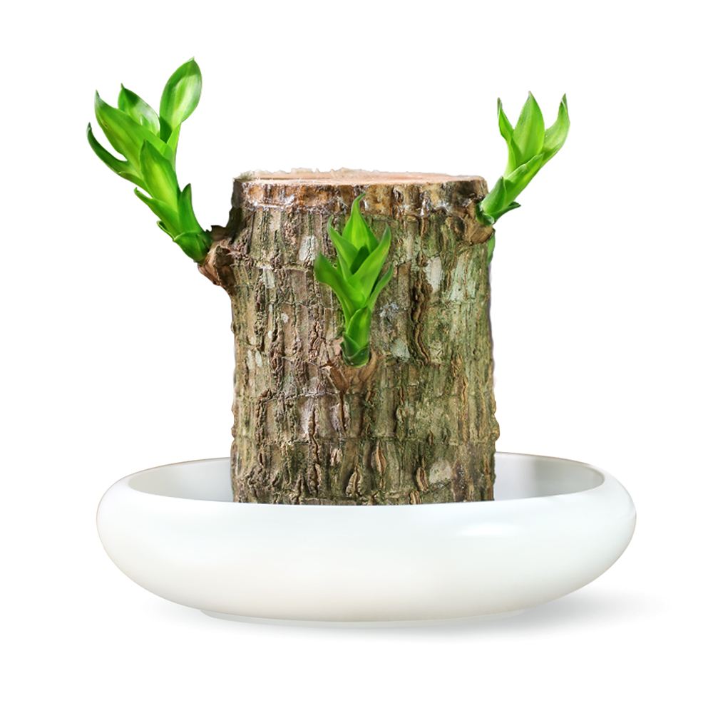 巴西创意树桩四季树四季你好迷你室内西木水培创意迷你植物