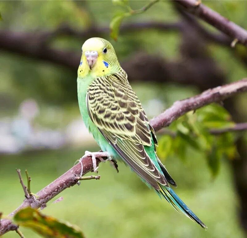 活鸟虎皮鹦鹉活物中小型会说说话鸟类体手宠物鸟