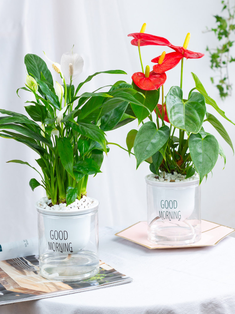 绿植盆栽办公办公室室内好养花卉发财树绿萝茉莉花绿植