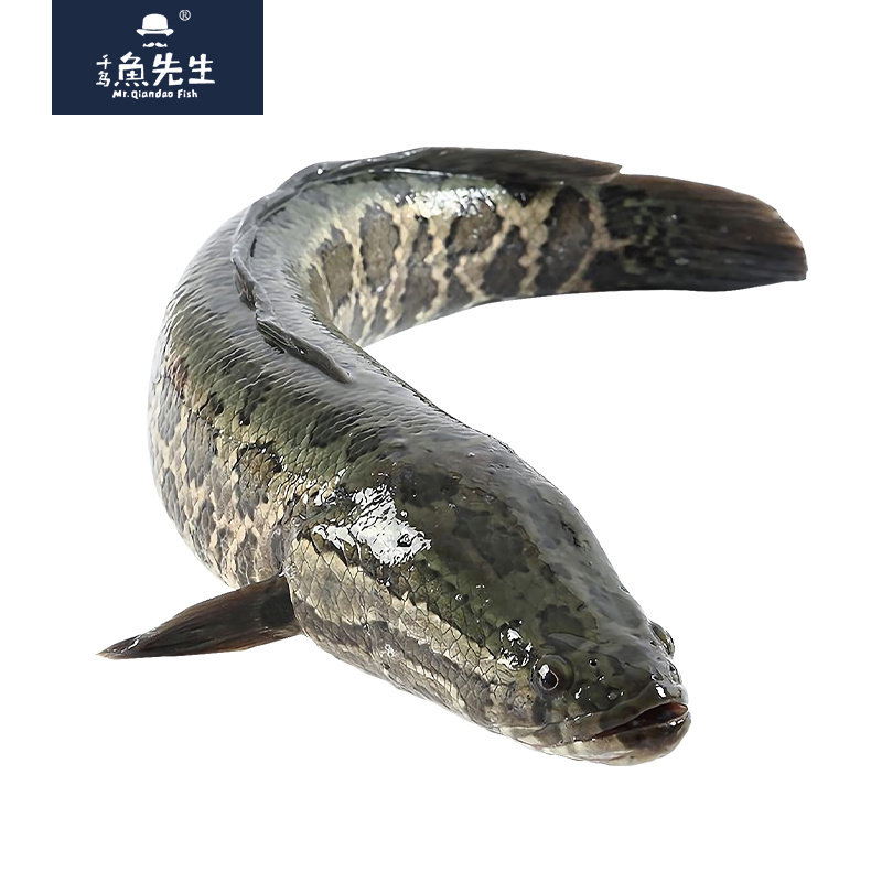 千岛先生大黑黑鱼鲜活千岛湖生态乌鱼水库鱼冰淡水鱼类