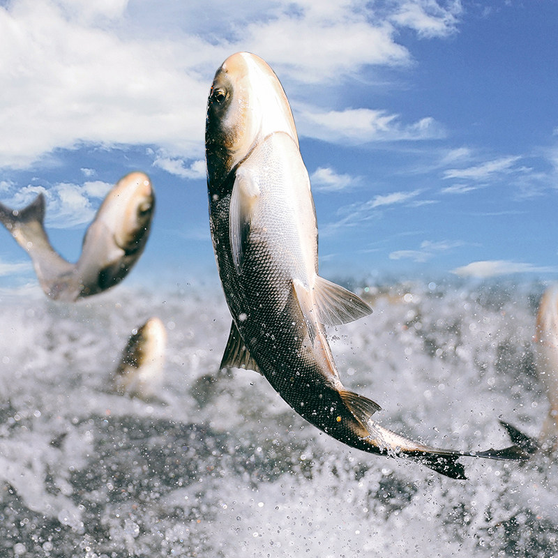 千岛鱼先生鳙鱼千岛湖胖头鱼鲜活花鲢大头鱼活鱼现杀冰鲜顺丰包邮