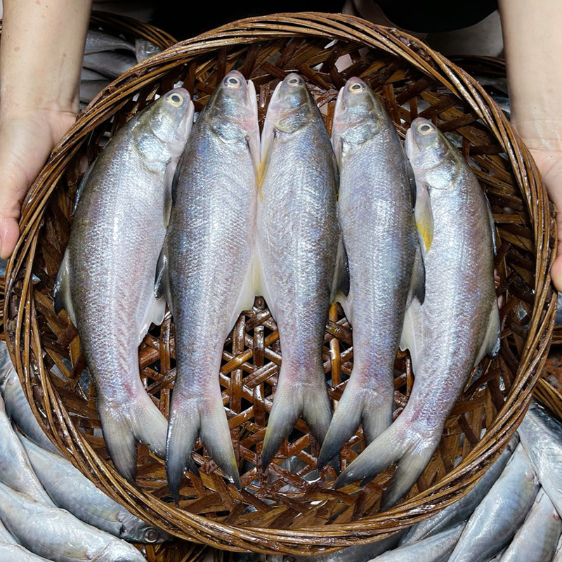 鱼饭潮汕特产汕头打冷午笋马友鲜甜鱼饭包其它