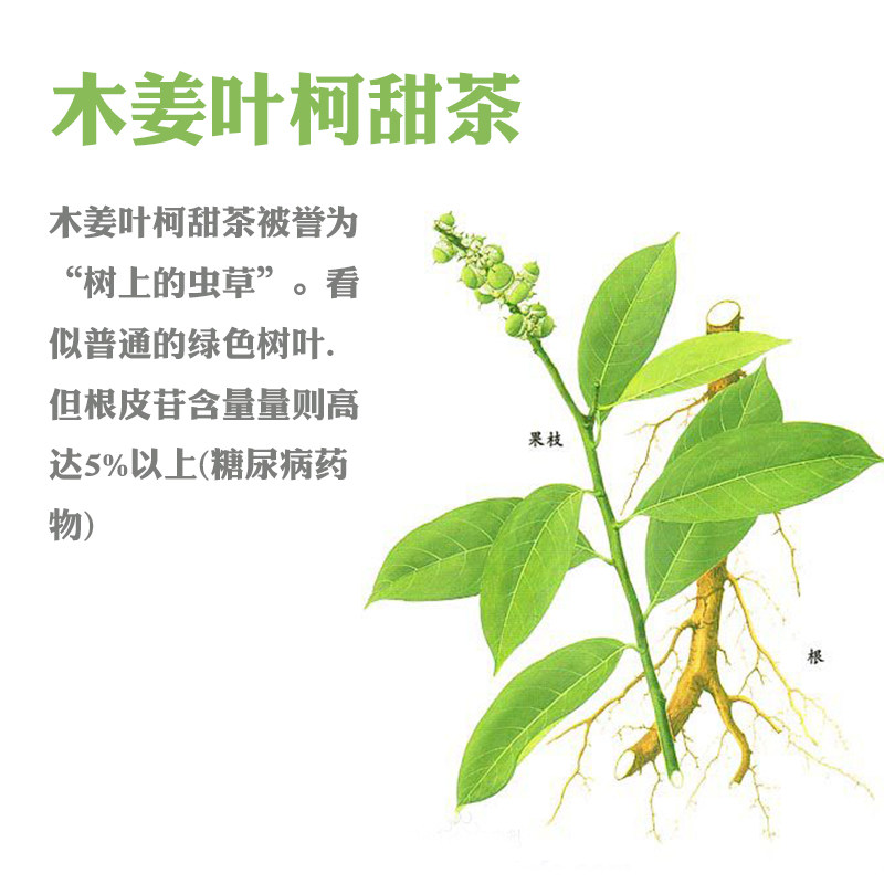 【新诚智慧】棠汰汰木姜叶柯调理糖尿病甜茶辅助降糖代用茶2g*30