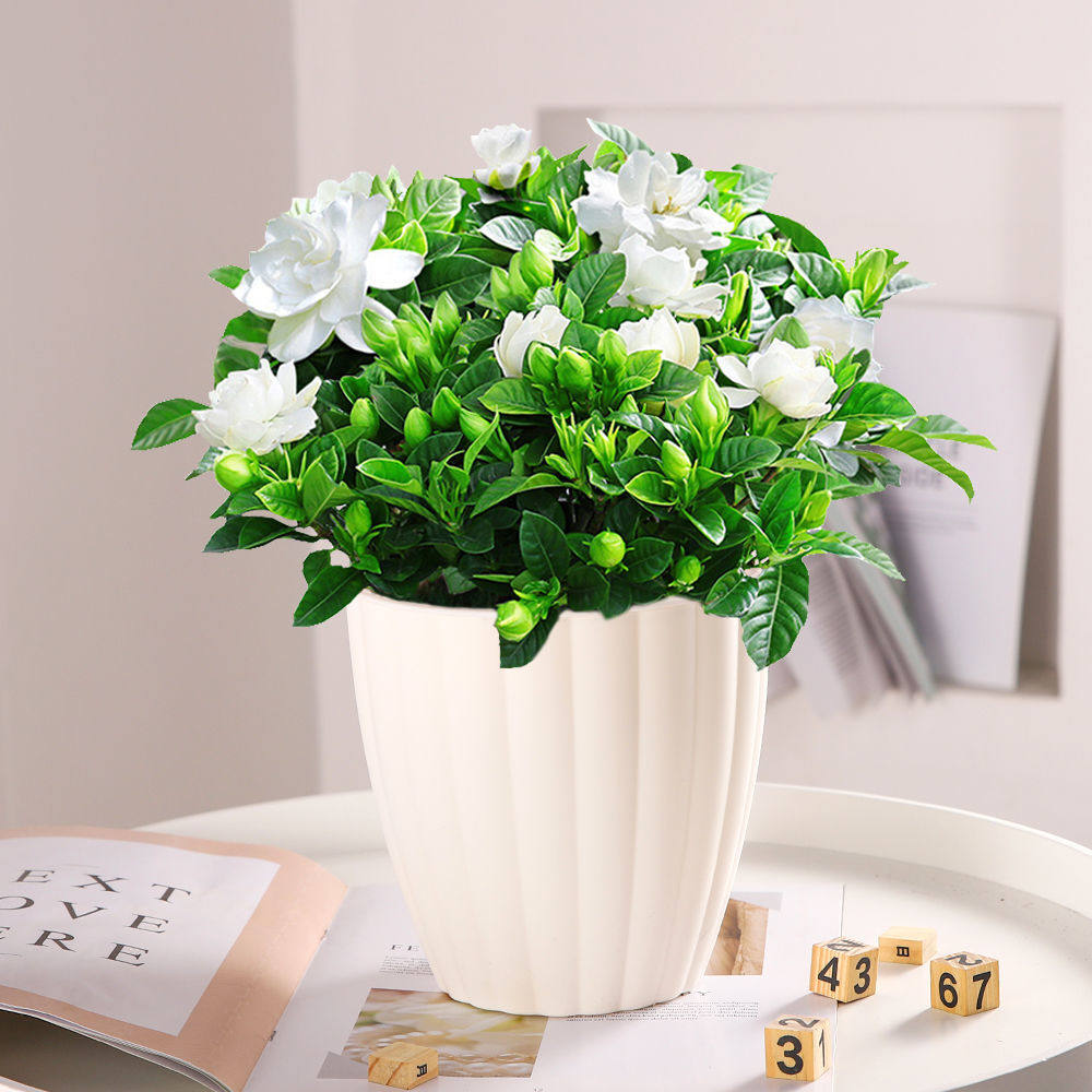 大盆栀子花带花苞发货栀子花盆栽室内花卉绿植水培除甲醛植物