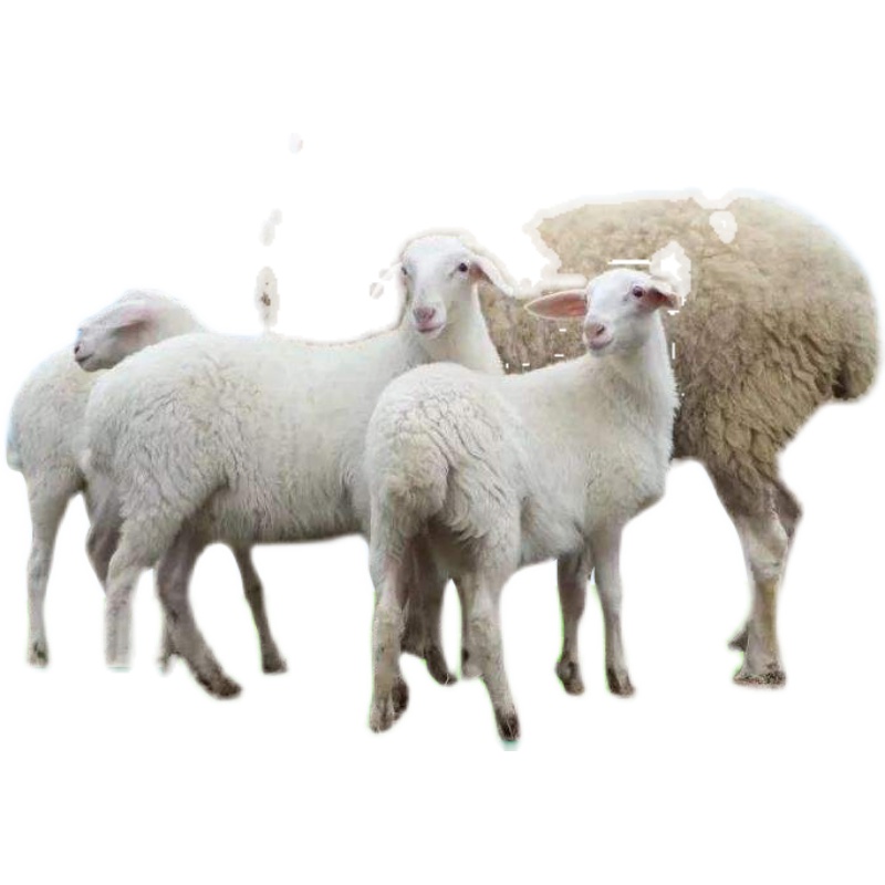 湖羊活羊纯种母羊胡羊种公羊小尾寒羊奥湖杂交羊羔畜牧