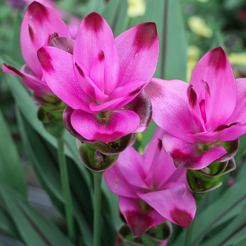 植物蝴蝶花花期庭院花卉球根耐热盆栽花卉