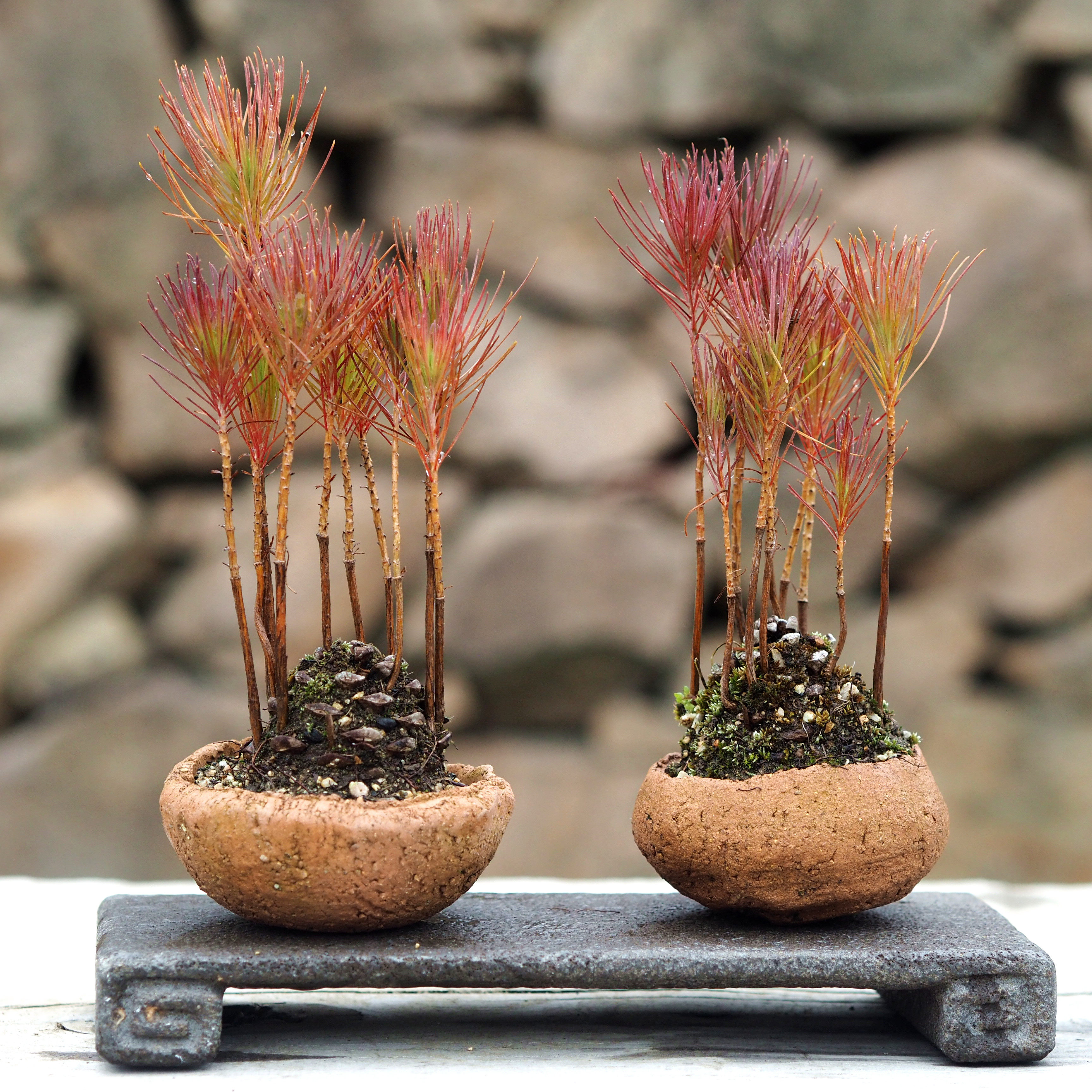 盆栽园艺松果盆景黄山松黑松松塔茶台办公室绿植绿植