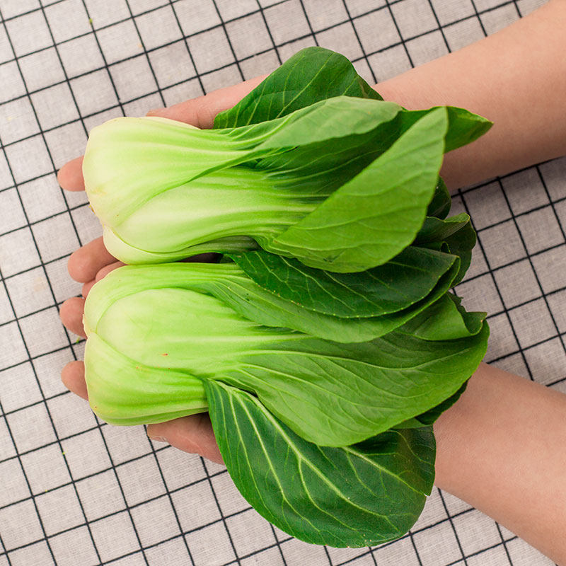 保鲜包装上海青小油菜净重5斤