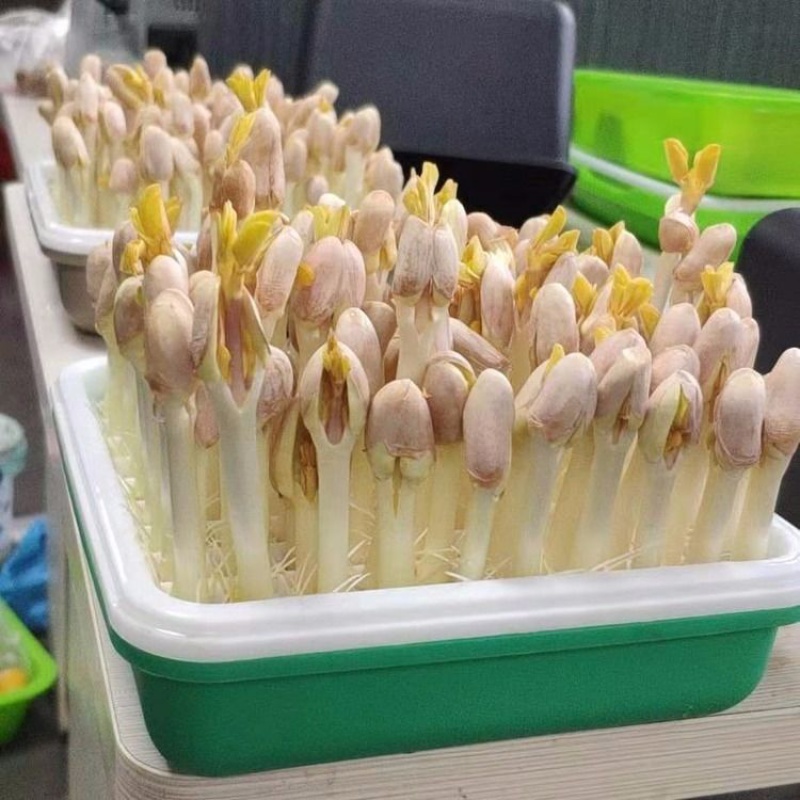 花生种植盆花芽水培箱发芽神器芽苗菜育苗豆苗糖盒
