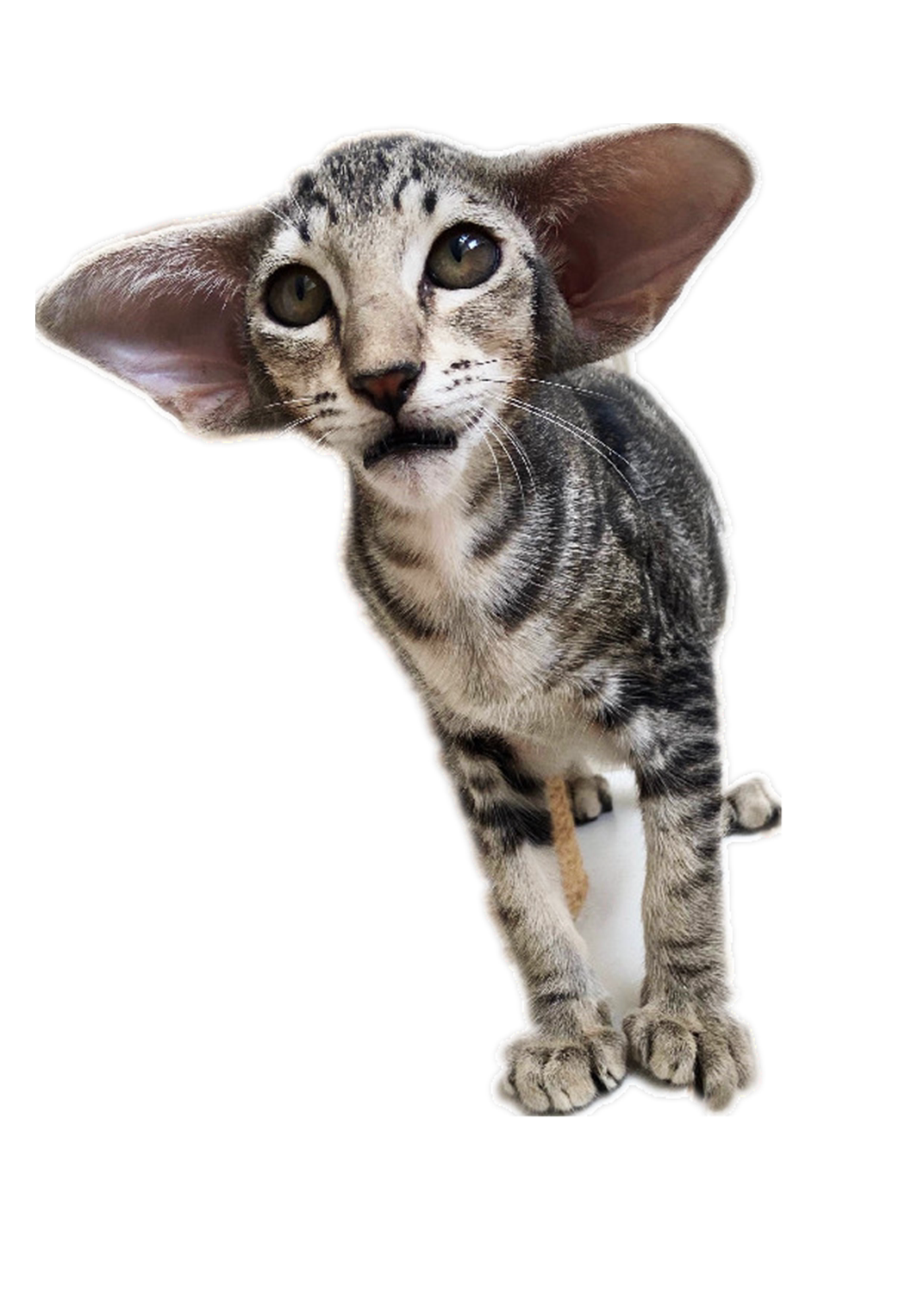 西安耳低活体虎斑纯黑纯白耳位飞机猫舍大耳朵猫咪