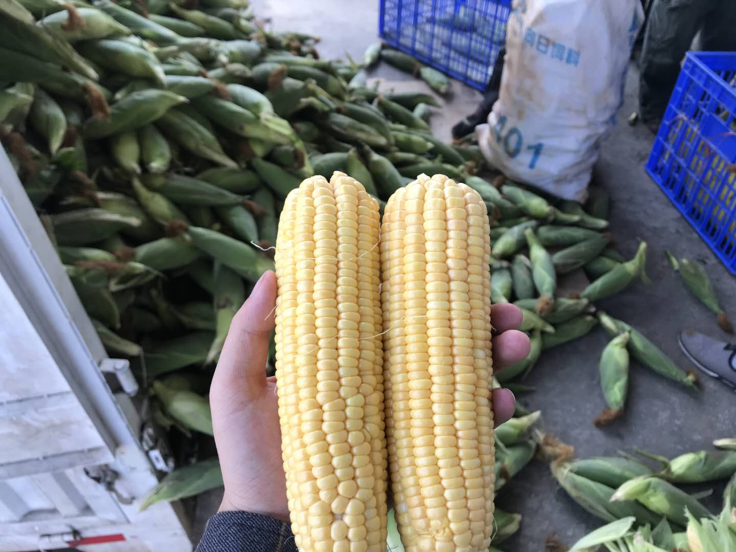 福枝旺 云南金籽水果玉米新鲜生吃苞谷玉米棒鲜甜爆浆甜净重5斤￥14.