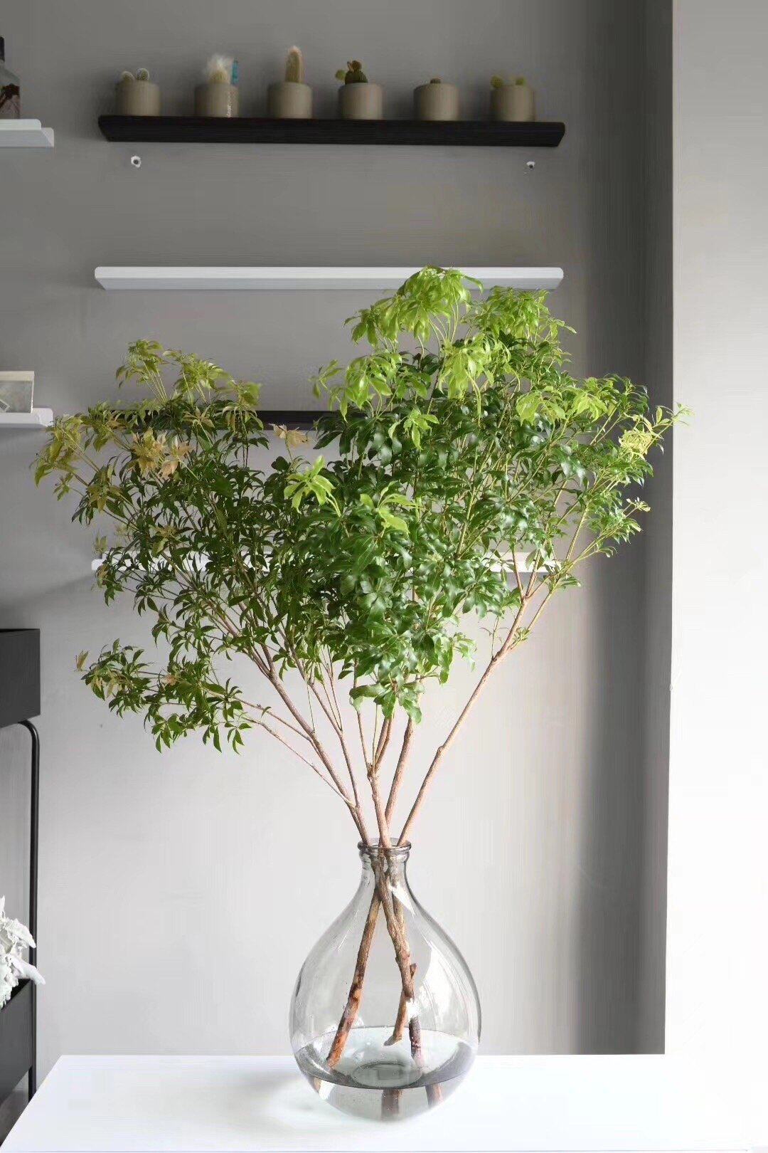 马醉木技鲜枝条树下日本进口吊钟绿植植物水培鲜花速递同城