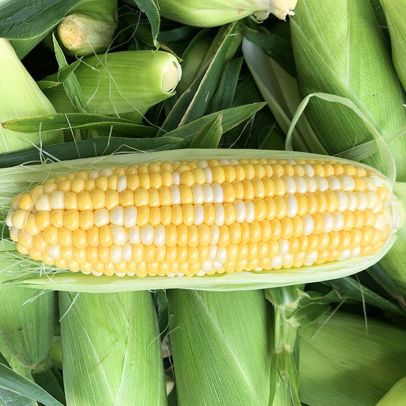 玉米新鲜云南水果金银双色10斤现摘爆浆牛奶新鲜玉米