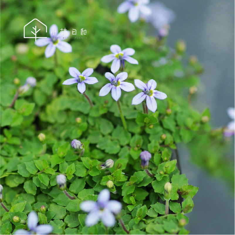 小椿日新西兰半边岩石庭院盆栽地被多年生常绿植物蓝色绿植