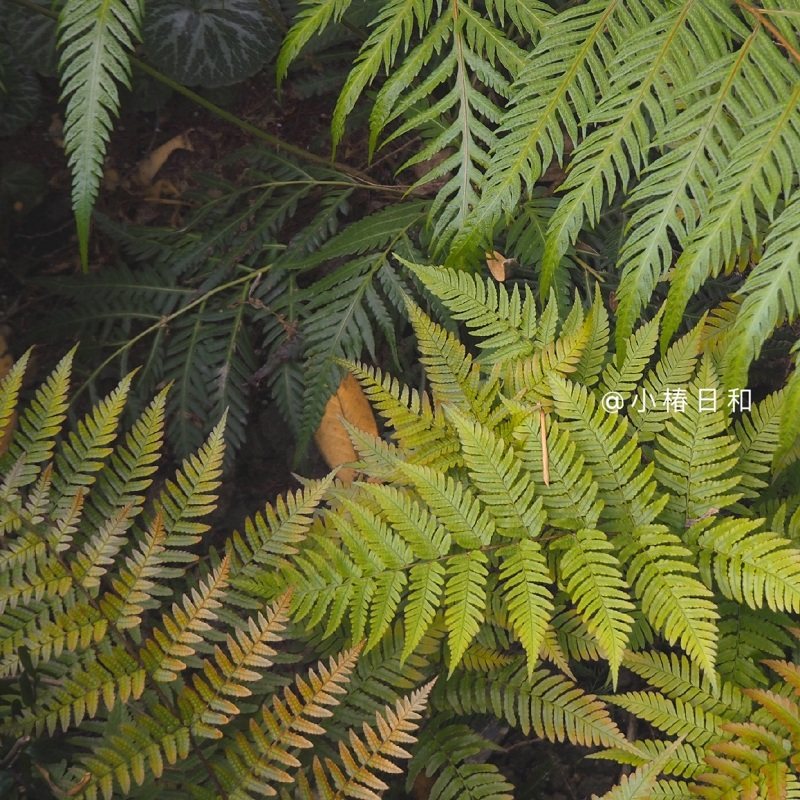 小椿日彩虹蕨红盖鳞毛耐阴绿植庭院盆栽多年生净化空气绿植