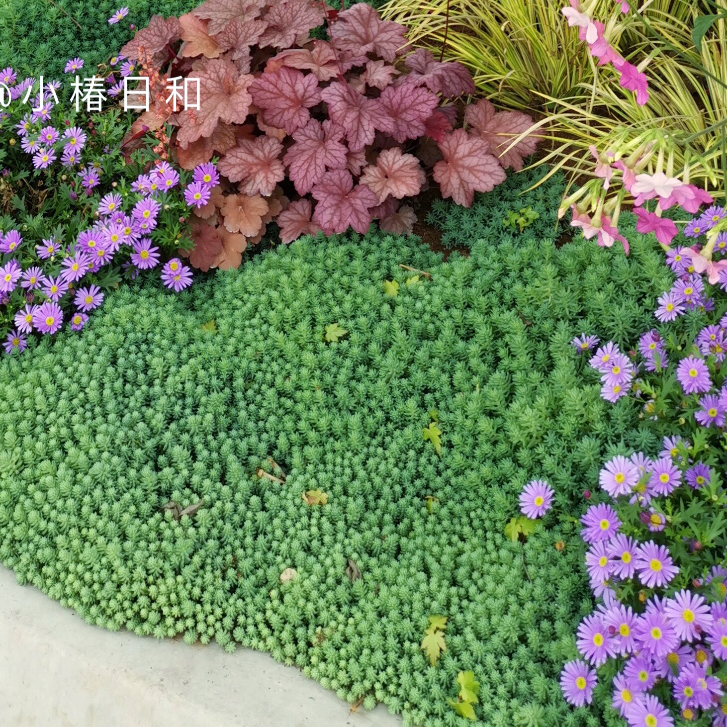 小椿日中华景天盆栽庭院阳台四季常绿喜阳易养多绿植