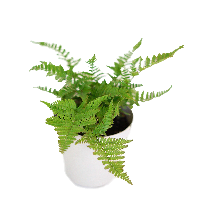 小椿日彩虹蕨红盖鳞毛耐阴绿植庭院盆栽多年生净化空气绿植