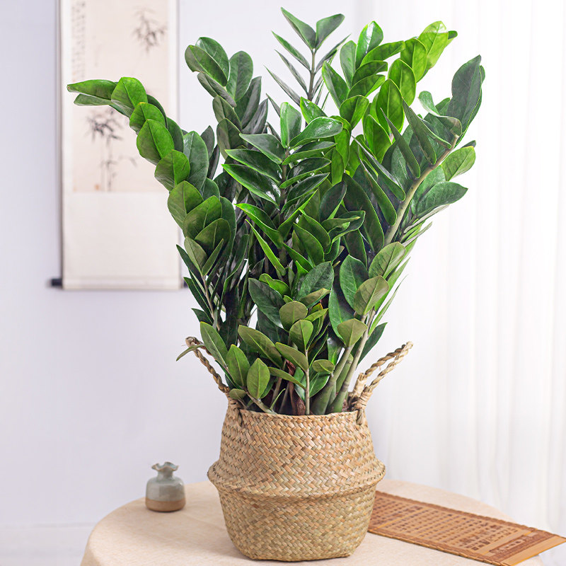 金钱树室内养花景好小盆绿植招财钱串子摇钱树办公室绿植