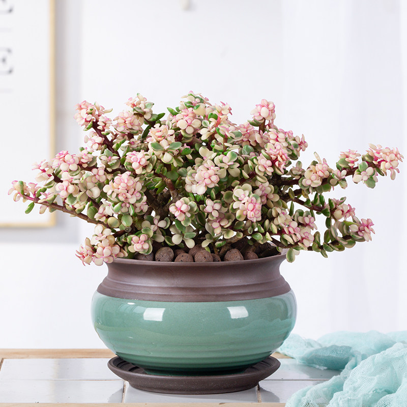 金枝玉叶盆栽老桩造型多肉植物室内花卉雅乐之舞稀有品种肉肉盆景_双
