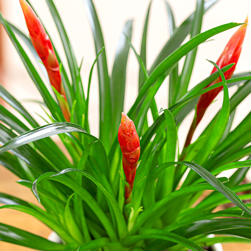 招财小辣椒盆栽办公办公室室内客厅植物四季常青花卉