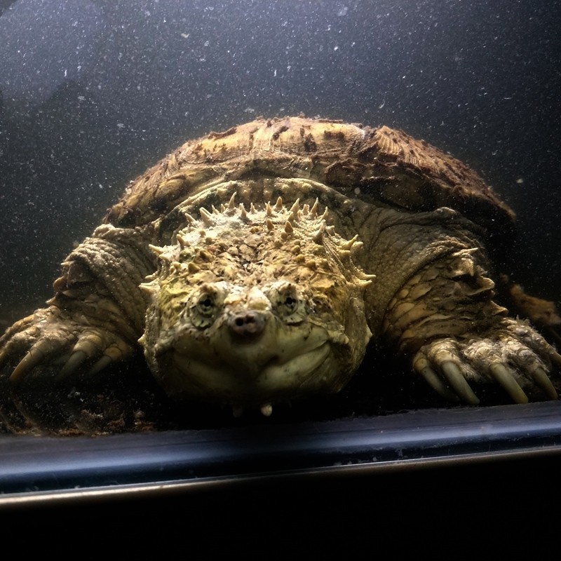 逞虎麒麟原种佛鳄种爆刺王原种纯佛龟苗龟