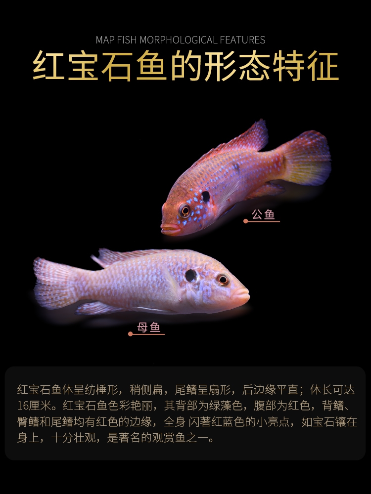 逞虎热带观赏鱼三湖红宝石血钻鱼马鲷科球型宝石鱼