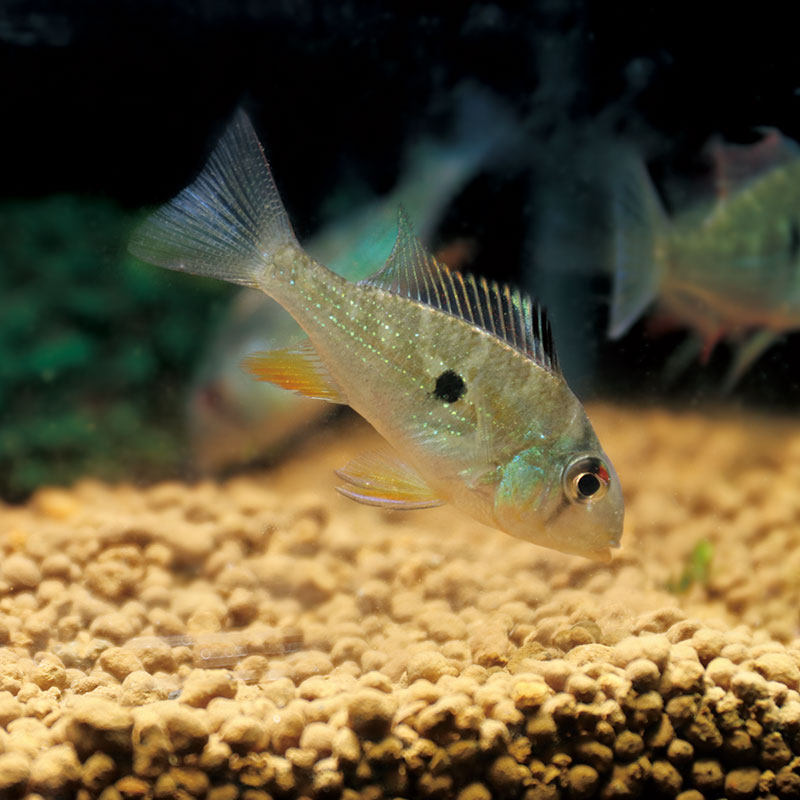 凤冠逞虎赤荔关刀热带鱼中型大型金丝金丝凤观赏鱼鱼