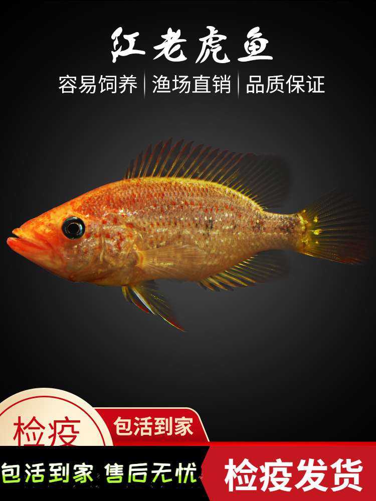 逞虎红老虎鱼金玉满堂红头金鲷慈淡水鱼热带鱼观赏鱼