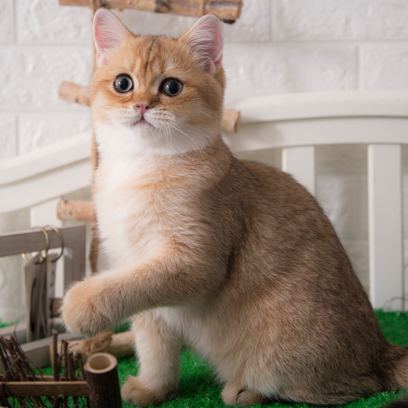 金渐层幼猫纯种英短ny12宠物金点猫蓝猫猫猫咪猫咪