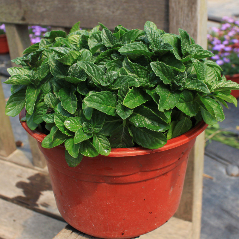 薄荷盆栽香槟办公室阳台植物驱蚊可食用净化空气绿植绿植