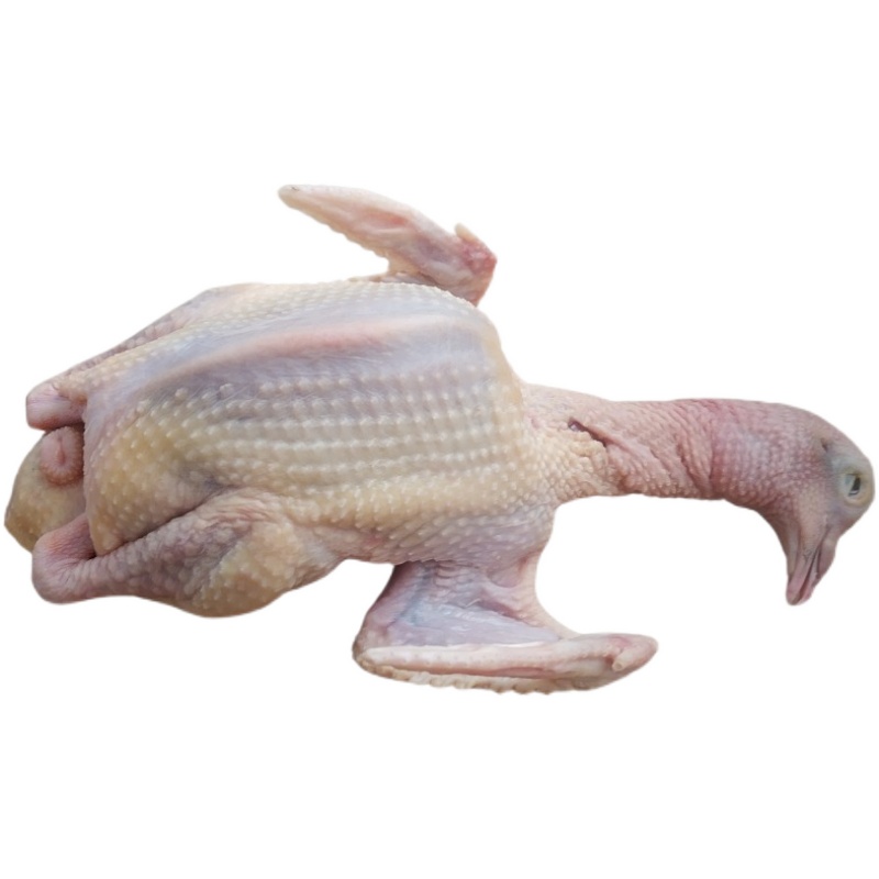 新鲜鸽子肉现生鲜食用煲汤白条烧烤乳鸽