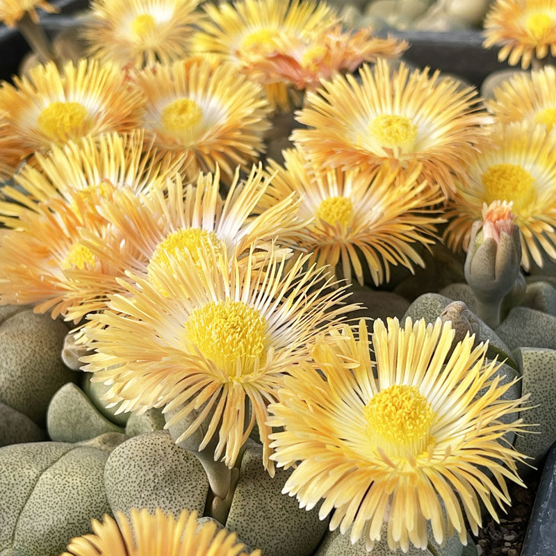 绿帝紫色妖玉金铃玉魔玉超大屁屁生石花形似元宝多肉植物