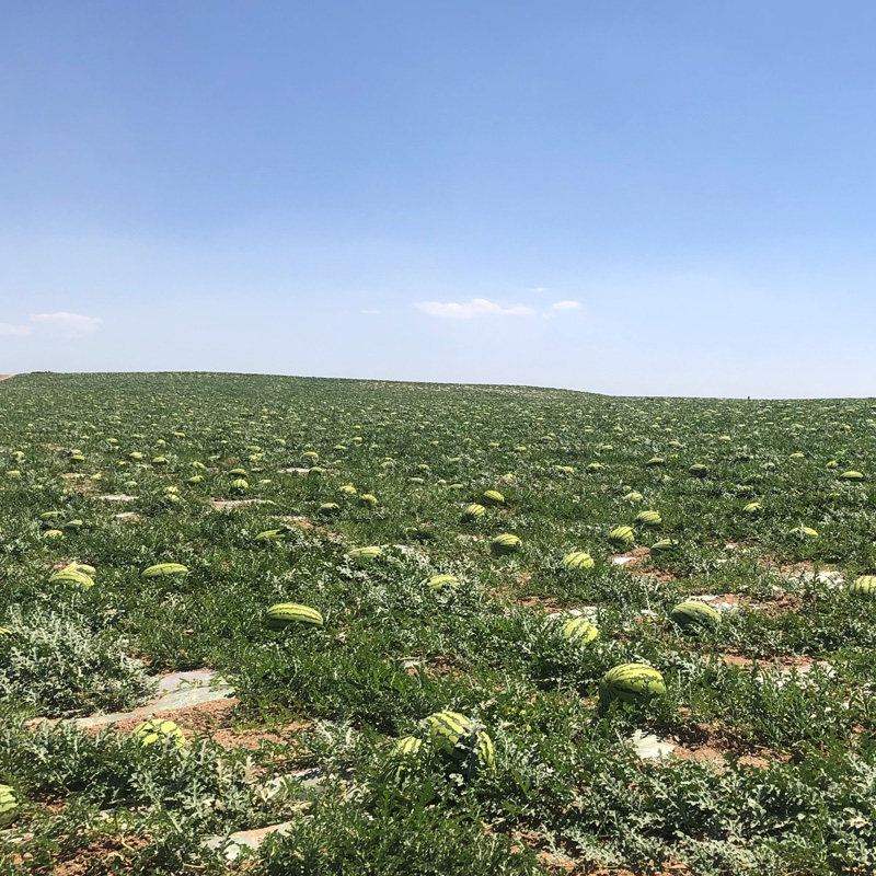 宁夏大西瓜中卫硒砂富硒沙地地瓜现摘水果新鲜西瓜