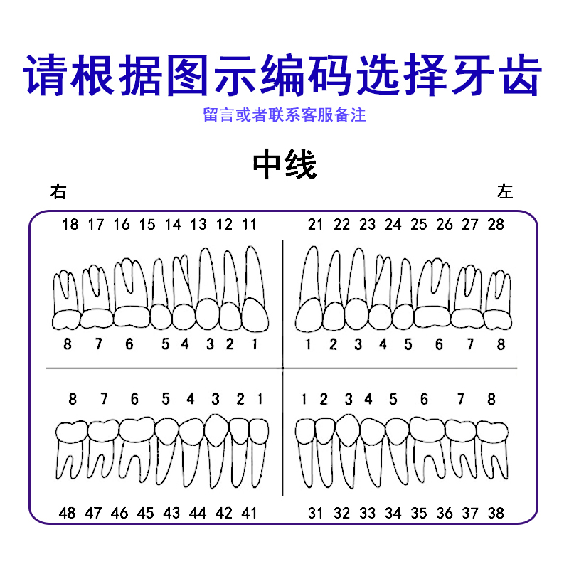 牙科备牙牙齿模型 仿真离体牙模型 口腔开髓牙洞根管树脂牙考试练习用