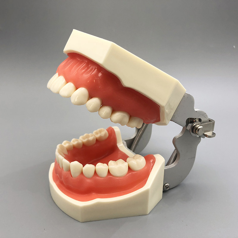 模型备牙牙科口腔科教学练习全口可拆卸牙齿仿真教学仪器