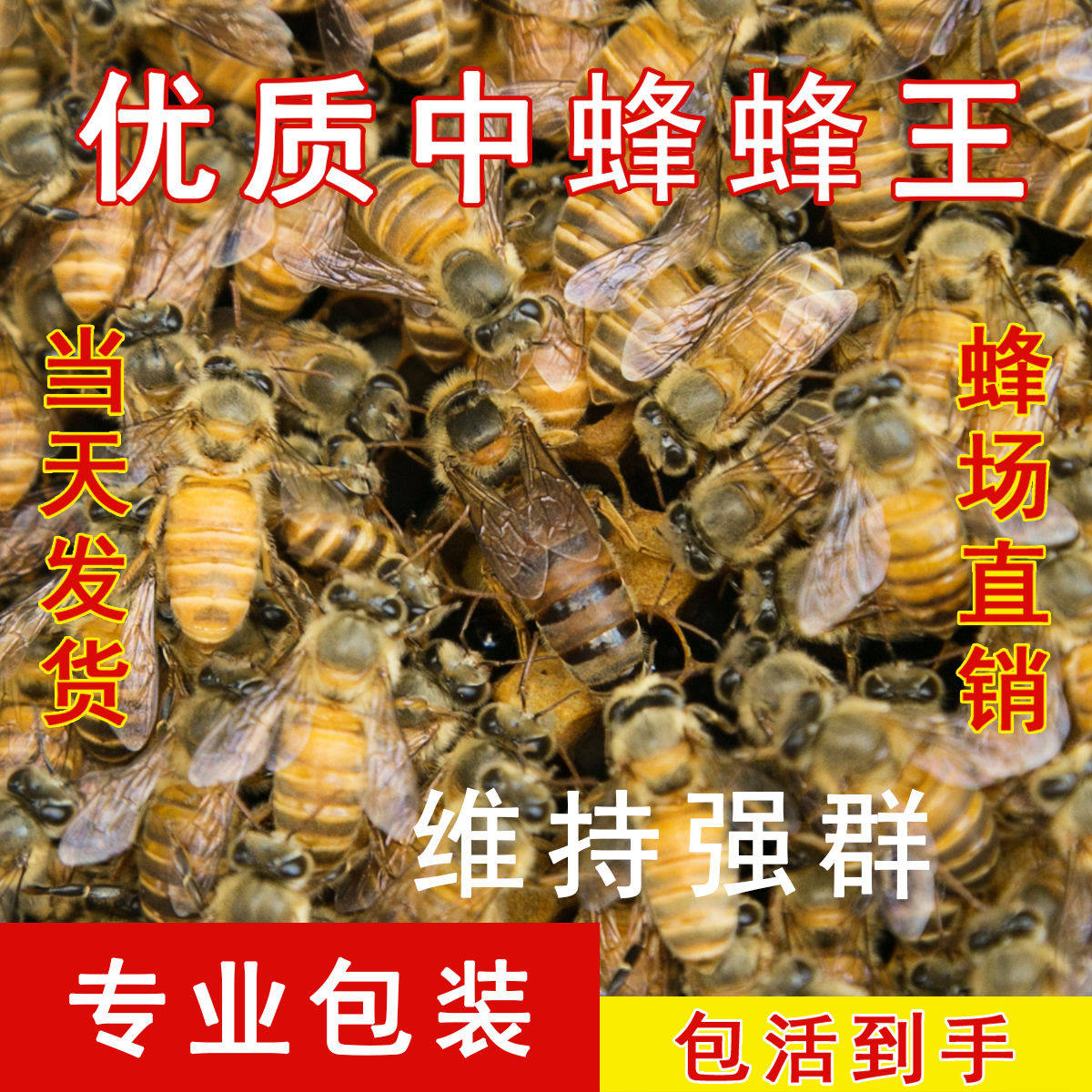 蜂王活体中蜂王双色王新开产王红环王阿坝王中蜂处女王蜜蜂产卵王