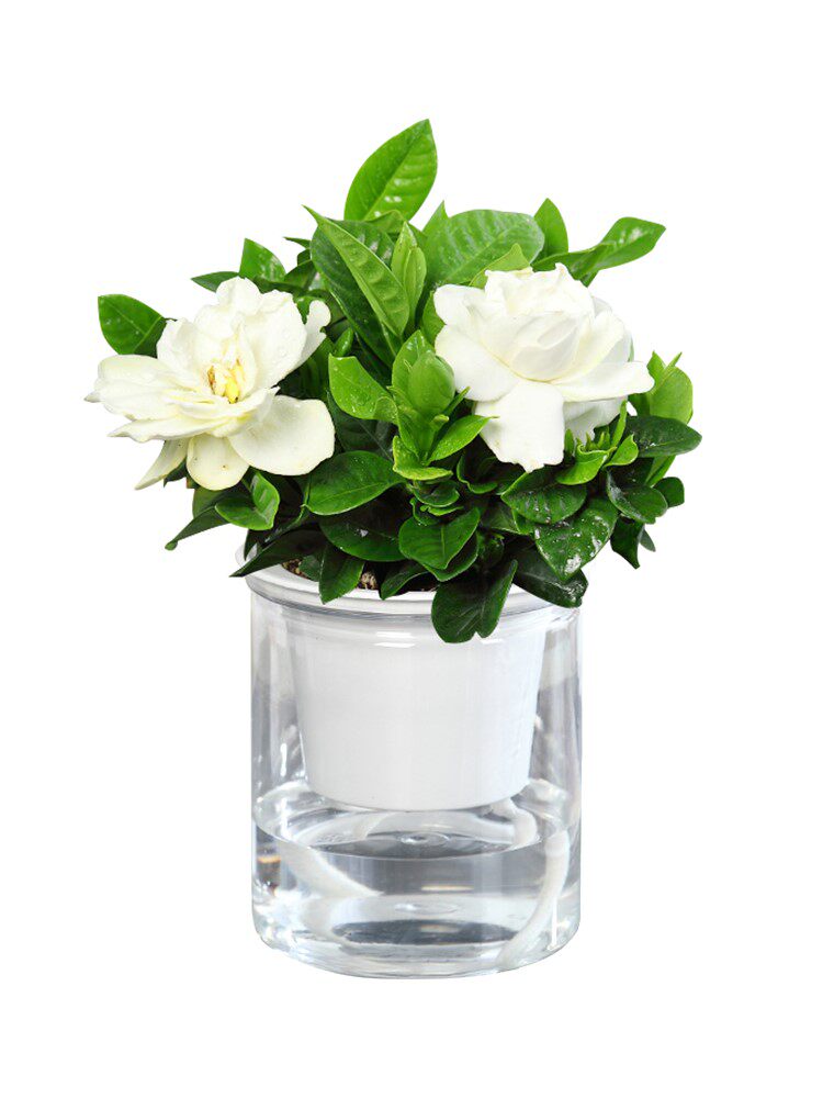 水培栀子盆栽花苞植物室内花卉四季花卉