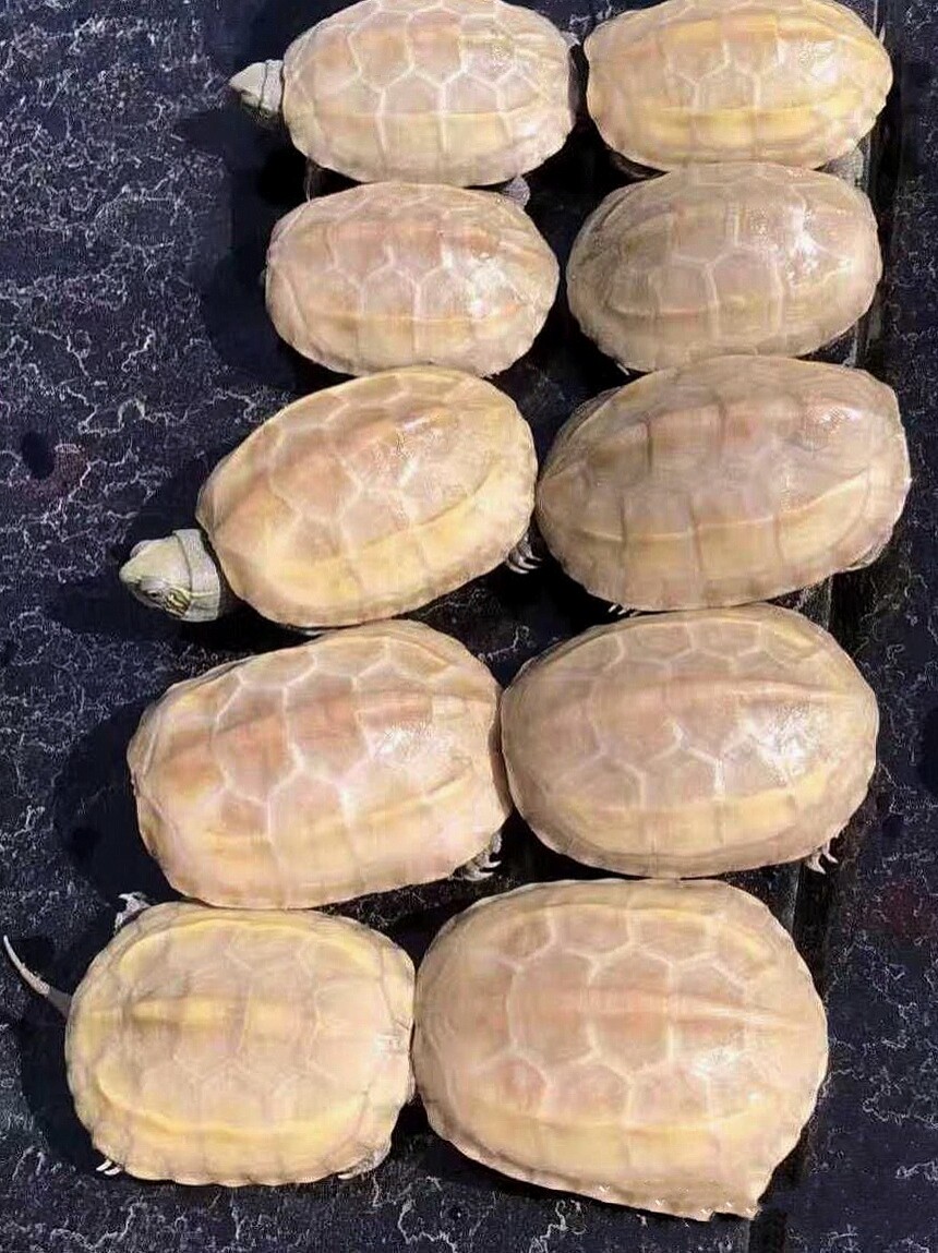 草龟金线活体白玉龟活物中中华白化宠物小乌龟鱼