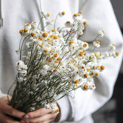 小雏菊银苞菊天然干花小清新真花网红家居装饰野餐拍摄花束券后价