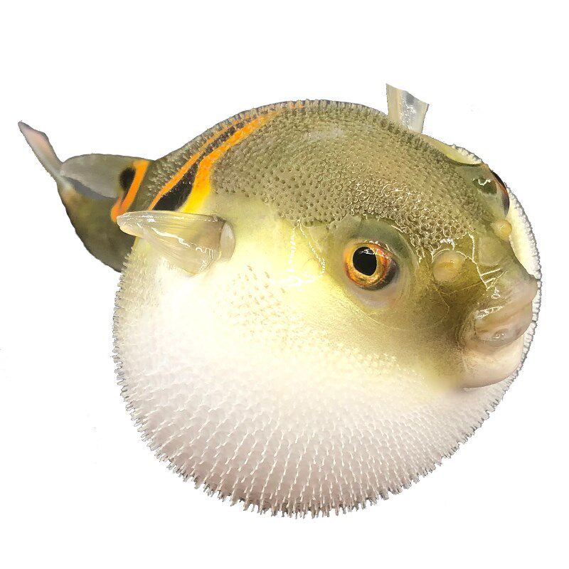 斑乌小玉淡水泡泡鱼观赏宠物生气活物河豚弓斑鱼