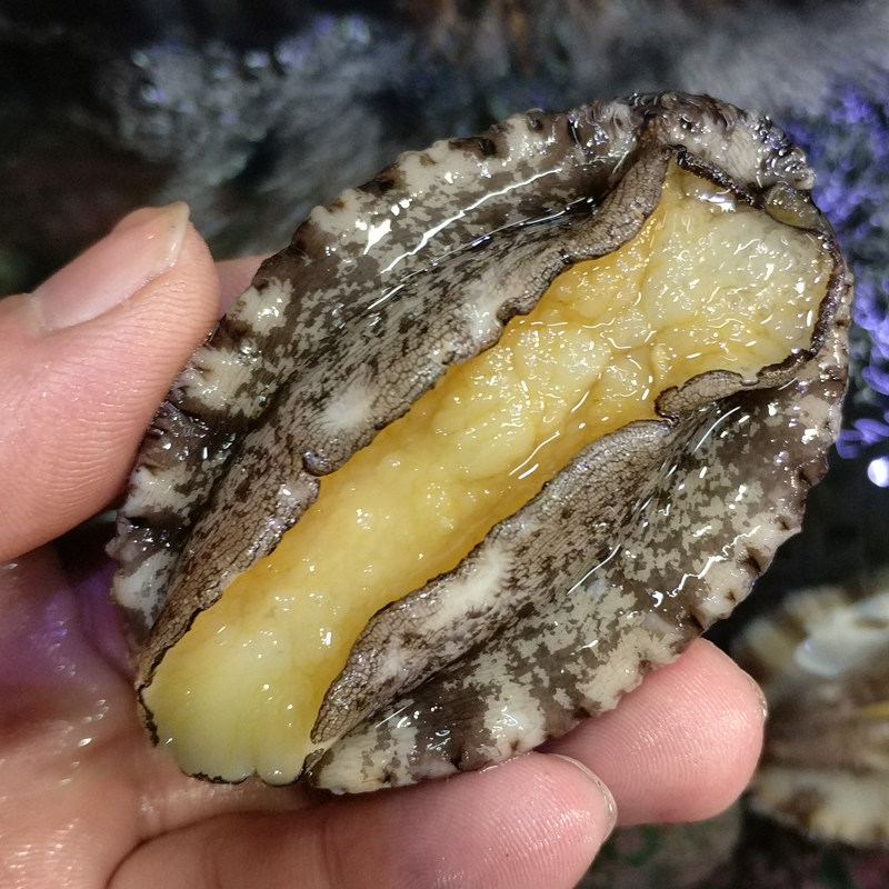 鲍鱼5头黄沙发货新鲜山东大连野生贝类水产鲍鱼