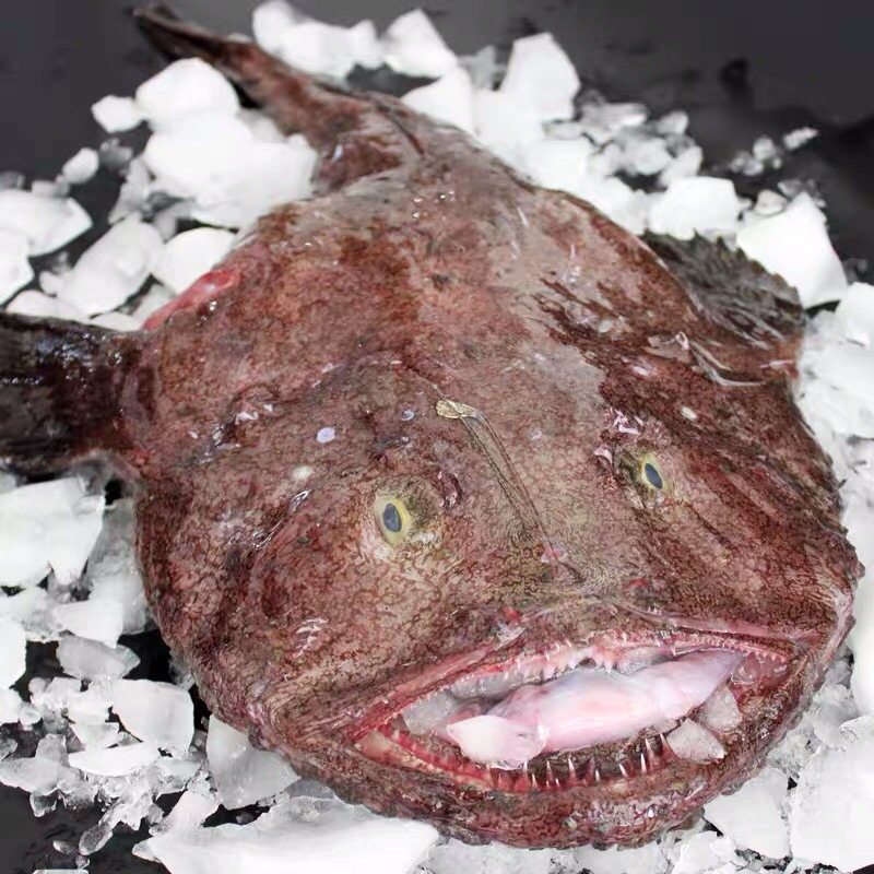 新鲜安康鱼特大蛤蟆鱼鲜活海鲜水产海鱼丑鱼灯笼鱼3斤左右带肝