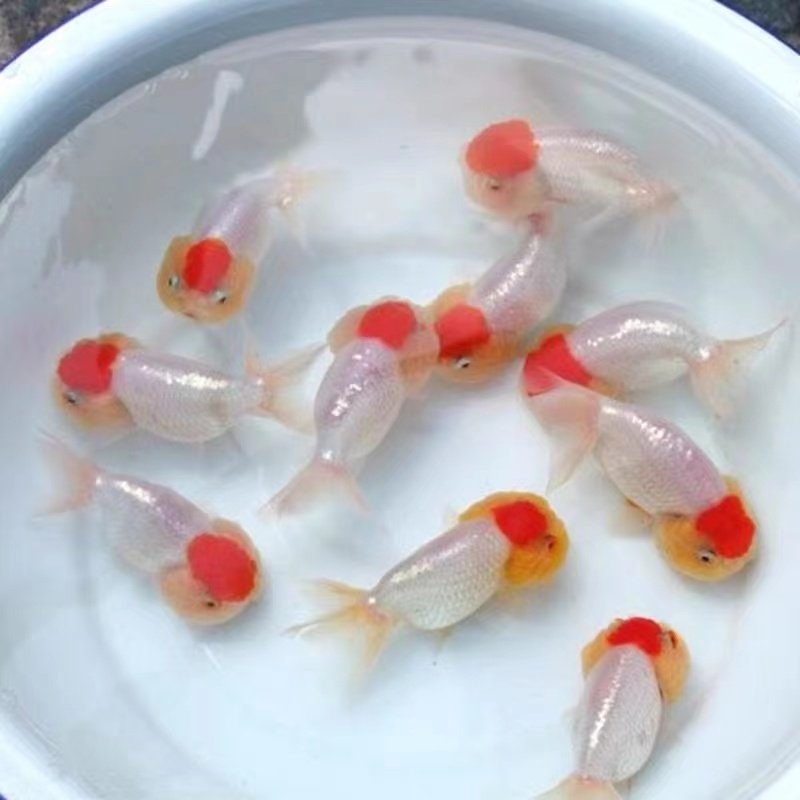 红顶猫狮金鱼活鱼精品观赏鱼冷淡淡水鱼招财鱼苗鱼