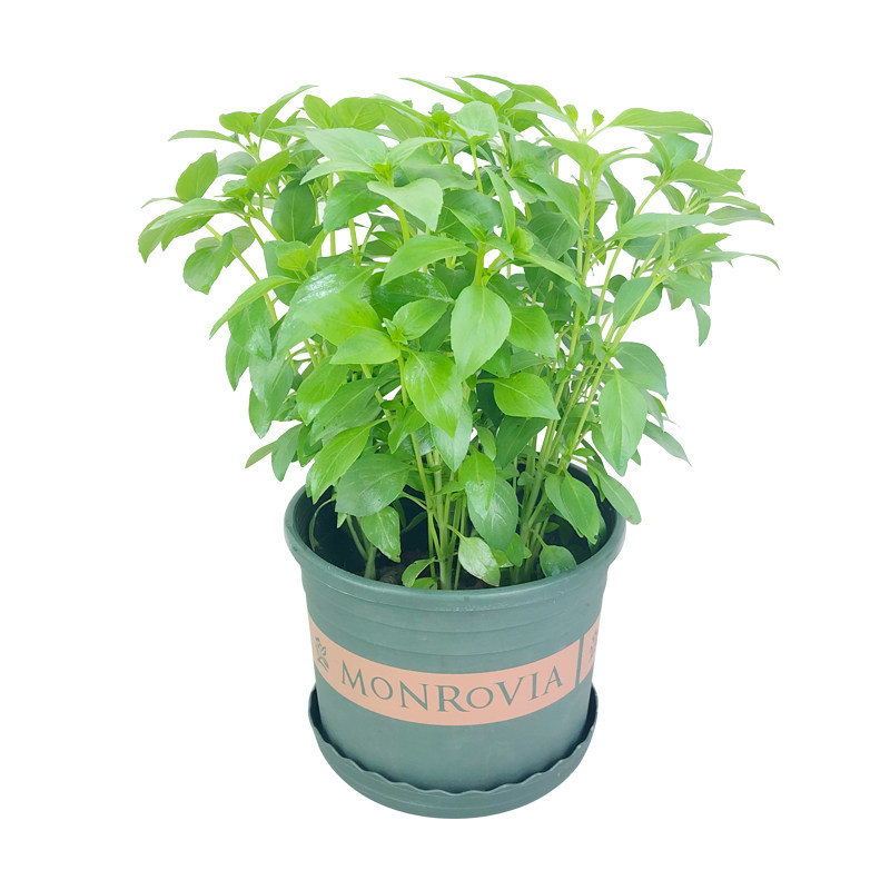 可食用九层塔盆栽罗勒金不换薄荷苗驱清香绿植植物洒水